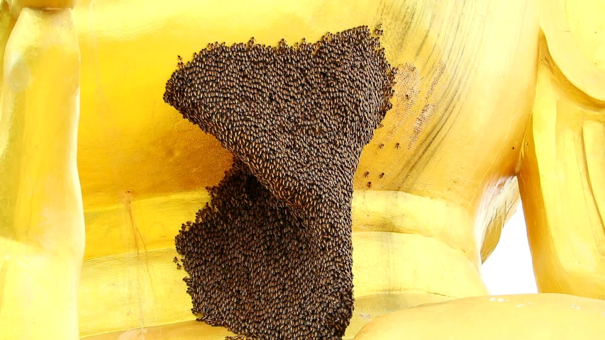 bee hive under gold buddha head and neck, Insects have to migrate to build nests on buildings because of deforestation