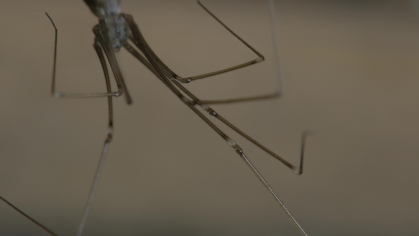 A spider Pholcidae is sitting on a web. Long and thin legs. Gray-brown room.
