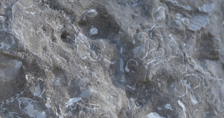 fossil shells  in the stone italy 4k