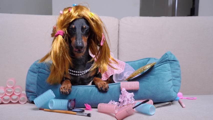 portrait cute dachshund dog, black and tan, in a funny red wig, hairpins, and a pink dress, lies on a sofa at home among female cosmetics and curlers, licks its lips Royalty-Free Stock Footage #1048617850