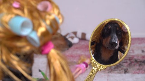 Funny black dachshund wearing golden blond wig and blue and pink hair curlers, watches in mirror. Indoors, back view to reflection.