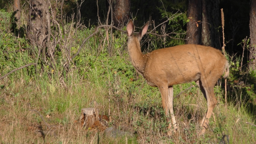 Mule Deer Doe Female Eating in Summer with Seeds and Burrs on Fur Plant Seed Dispersal