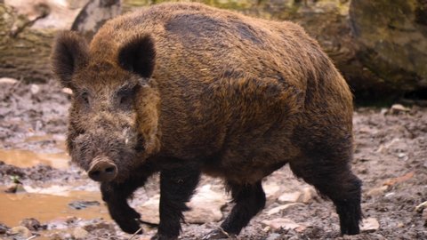 Close up of wild boar pig walking to the left.