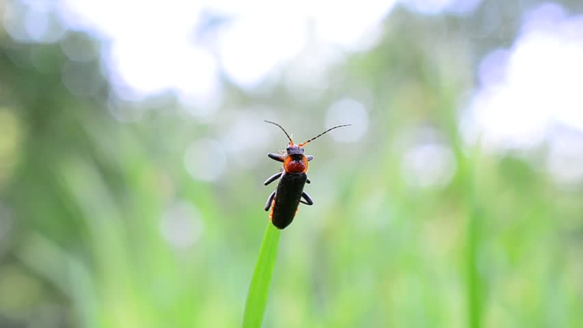 Cantharidae. Beautiful black and orange soldier beetle with whiskers sits on top of lush green grass blade swaying gently in breeze in spring on beautiful blurred background with white bokeh circles