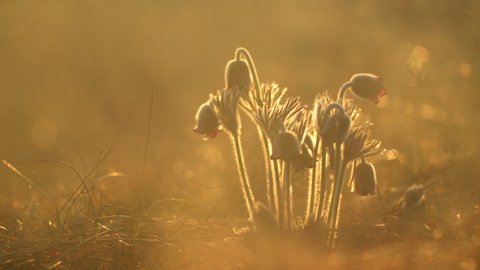 Pasque flower Pulsatilla pratensis in the morning lights