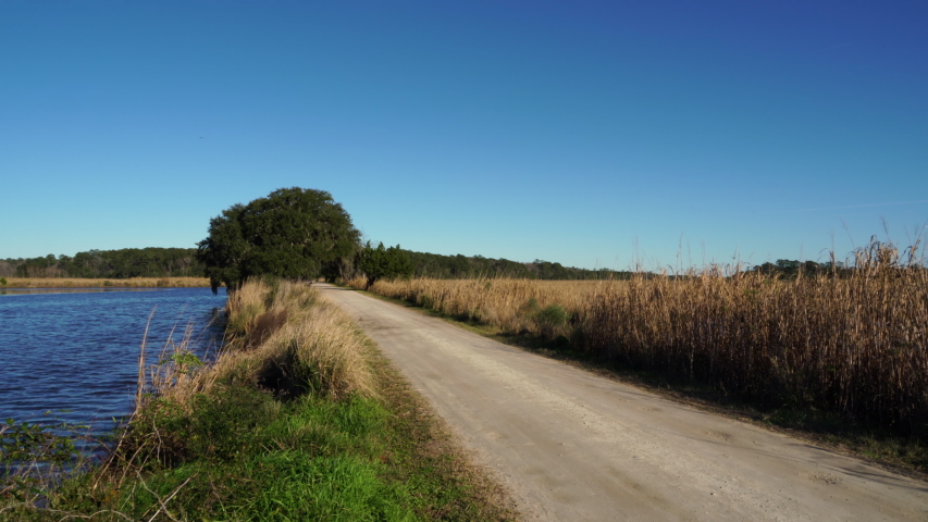 Wide shot of and oak tree on a country dirt road running through the Donnelly Wildlife Reserve area in rural Green Pond, South Carolina.