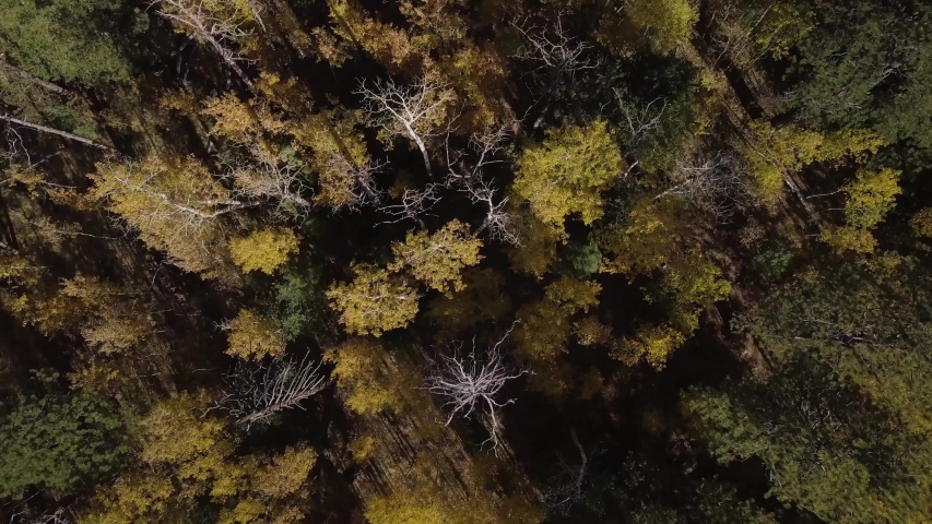 Trees changing color in the fall. 