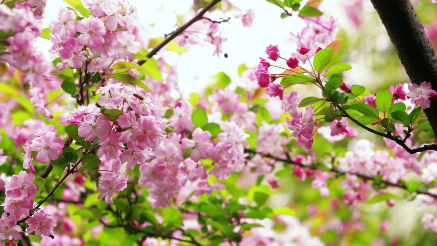 Crab apple blossom. Яблоня черри блоссом. Сакура яблоня. Цветёт абрикос куст. Дерево цветущее Сакура яблоня.