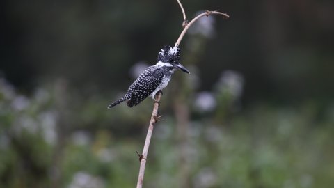 Beautiful adult Crested kingfisher, uprisen angle view, perching on the twig in middle of the river near Chiang Dao Wildlife Sanctuary, Chiang Mai, northern Thailand.
