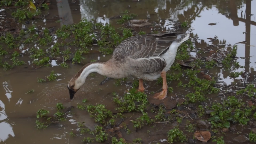 Beautiful a flocks of white Goose at the park
