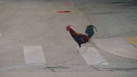 Rooster on the streets in Key West Florida. A rooster crosses the road at a pedestrian crossing. Street rooster found in Key West, Florida. Key West rooster - local landmark and icon of City.