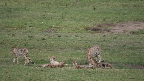 Five Cheetahs coalition relaxing in the plains of Africa inside Masai Mara National Reserve during a wildlife safari