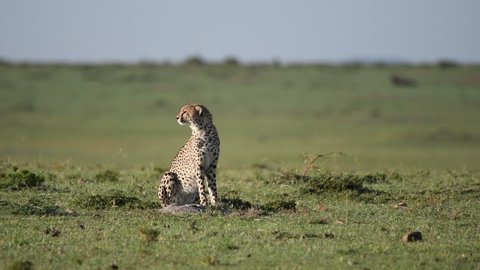 Cheetah looking around for a prey in the plains of Africa inside Masai Mara National Reserve during a wildlife safari