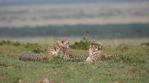 Cheetah brothers relaxing in the plains of Africa inside Masai Mara National Reserve during a wildlife safari