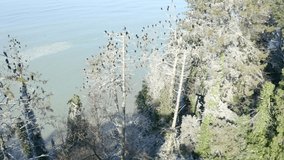 Birds on the trees in the park in winter. Drone video