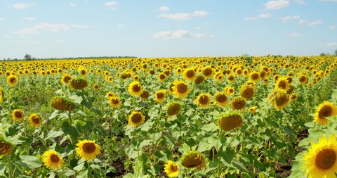 A large sunflower field goes beyond the horizon against a blue sky with clouds. POV man goes on the field. It can be a farmer or a person who is relaxing in nature.