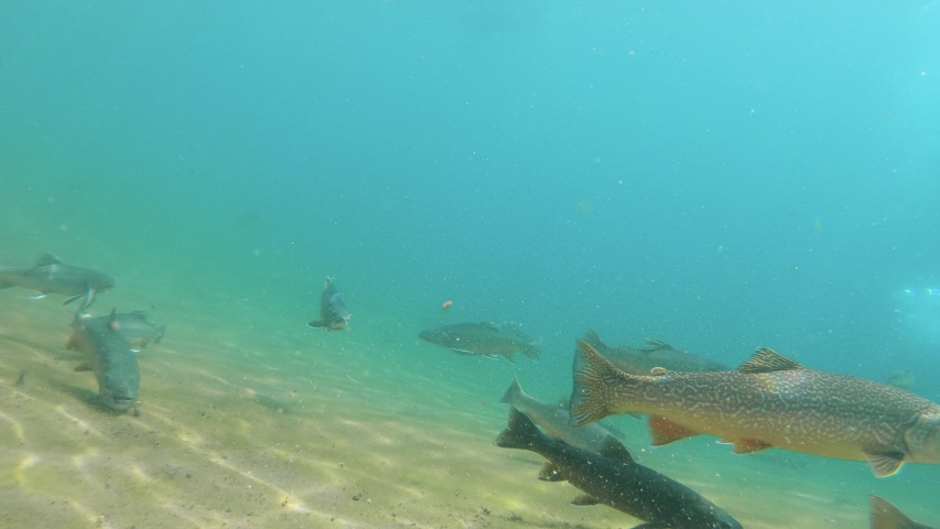 Underwater footage of feeding freshwater fish Brook trout - Salvelinus fontinalis in the beautiful clear pond. Underwater video with Brook charr and nice bacground, natural light. Wild life animal.  Royalty-Free Stock Footage #1048708258