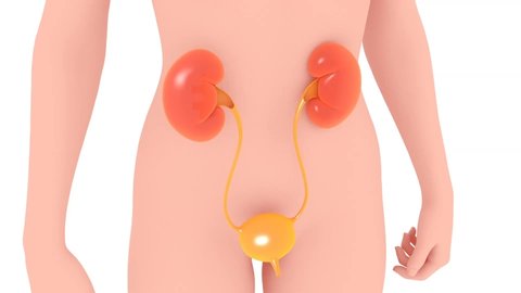 3D animation of the anatomical urinary system over the silhouette of a woman. Effect of opening the urinary bladder showing the interior.