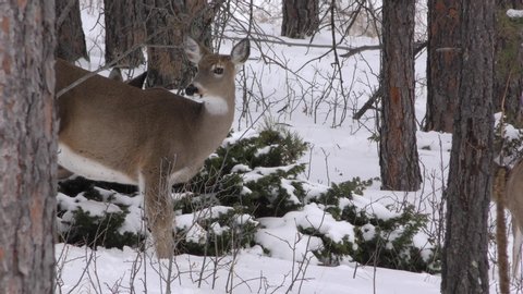 White-tailed Deer Doe Hungry Eating Junper Bush in Winter Snow