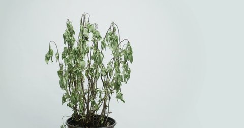 Time lapse of Thai basil coming back to life after being watered.