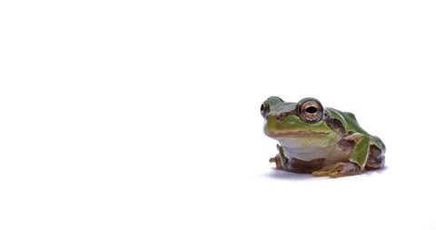 Video shot of a tree frog on white background