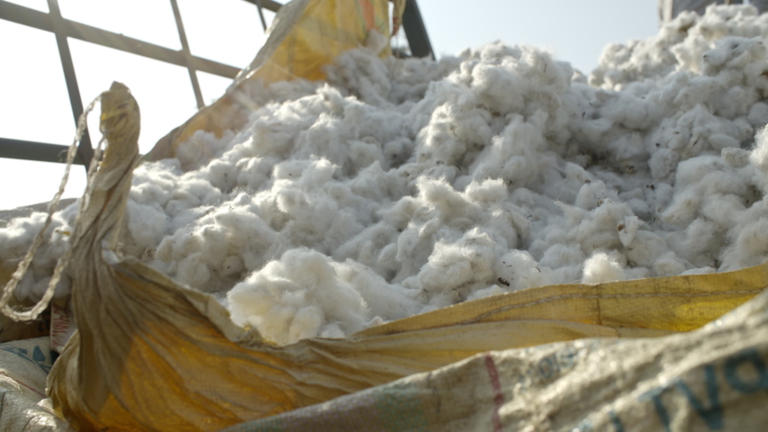 Organic cotton farmed and harvested in India. Hand picked cotton heaped on cart in early morning sun. Shot 10bit Pro Res. Lens Canon Cine Prime 35mm Royalty-Free Stock Footage #1048738663