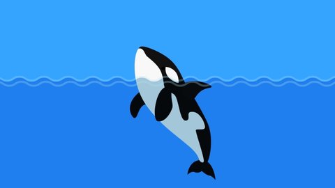 Cartoon orca flat animation video