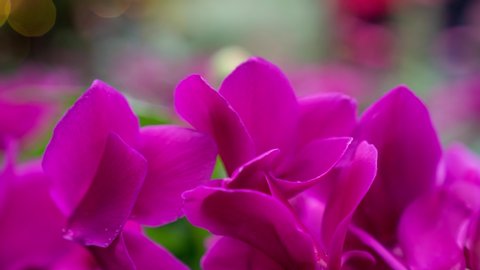 This 4K macro footage is of magenta Cyclamen (sowbread) flowers and a green background bokeh.