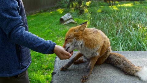 Wildlife rehabilitator feeding an orphaned red fox (Vulpes vulpes)