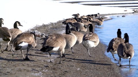 Gaggle of geese walking along a sandy beach near Coeur d'Alene Lake with snow
