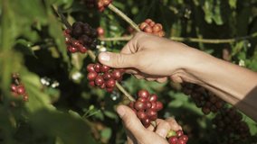 Farmer hands holding red coffee beans. Farmer harvesting coffee beans, coffee tree plantation, Vietnam, Asia. Authentic real video of farming in Asia. Coffee crop.