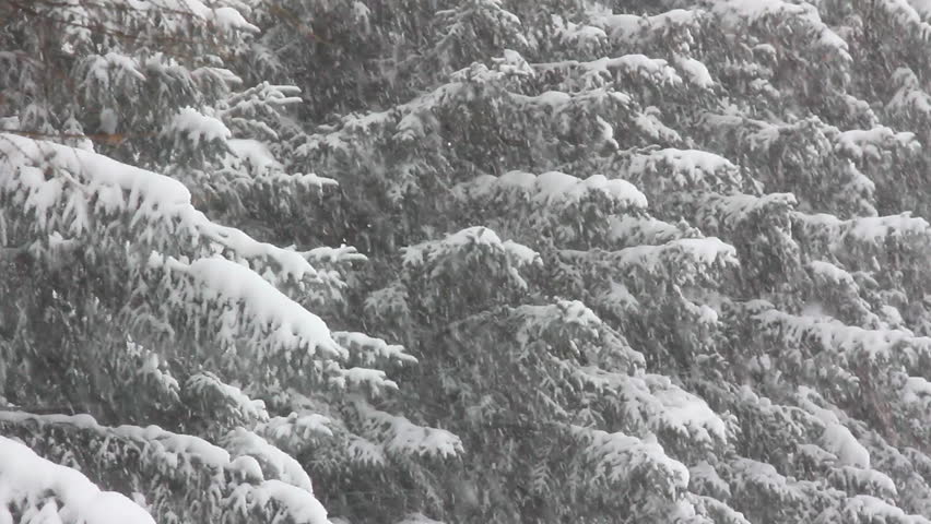 snow-covered firs and snow