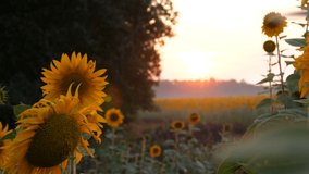 Beautiful red sunset on the field with blooming young sunflowers in summer.