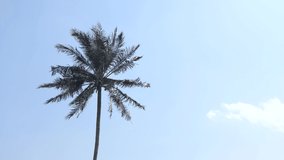 Wind gently blowing through Coconut Palm Tree.4k