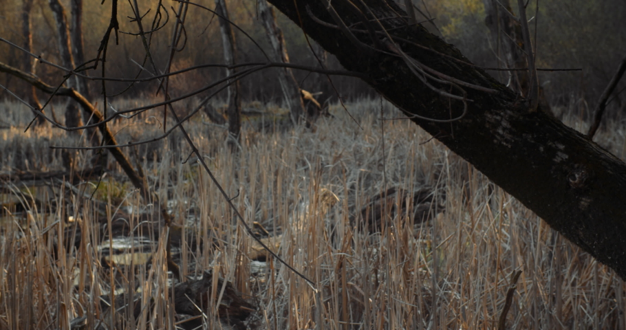 Death trees and drought disaster, dry yellow grass. Climate change, global warming and ecology problem concept. 
