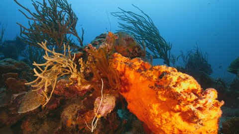 Seascape of coral reef in Caribbean Sea / Curacao with coral, sponge and Golden Crinoid