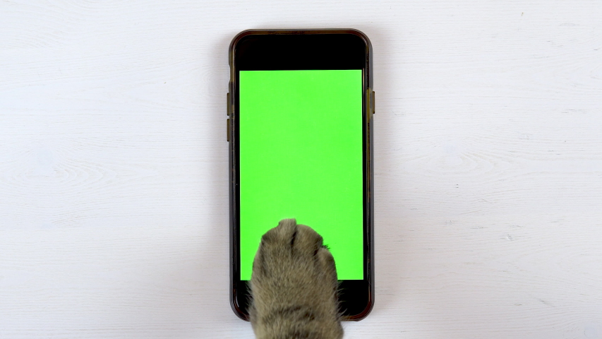 The cat uses a phone. The paw of a cat makes swipe on the gadget and puts likes. Phone with a green background. | Shutterstock HD Video #1048777372