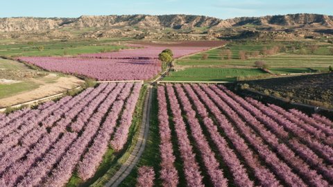 rows of plants blossoming pink flowers aerial shot spring Spain Aragon teruel province