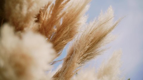 Pampas grass . Close up Grass swings in the wind. plants slowly move in the wind. slow motion