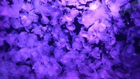 Many jellyfishes aurelia aurita in blue water as nature sea life background. Full HD footage clip