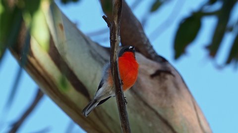 Flame Robin - Petroica phoenicea - australian brightly red small song bird, Tasmania, southern and eastern Australia.