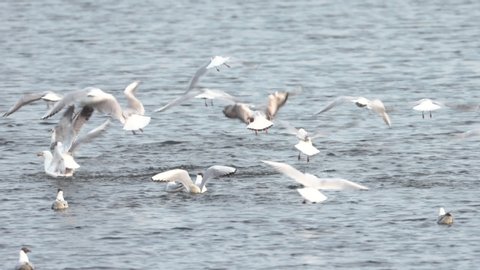 Seabirds Biodiversity Insular Ecosystemsmarinederived Nutrients ...