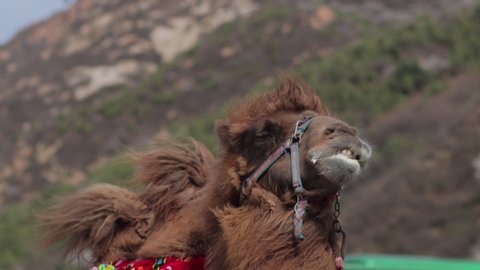 A camel is seen chewing in the Badaling section of the Great Wall in Beijing, China