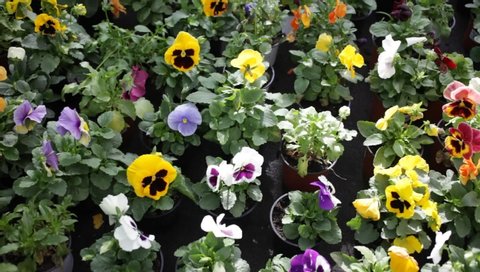 Close up view of flowering garden pansy plants growing in pots in greenhouse
