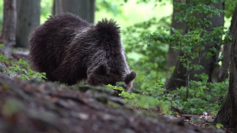 Wild brown bear (Ursus arctos) is eating in deep forest, Slovakia