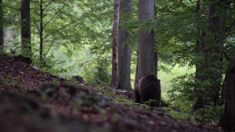 Wild brown bear (Ursus arctos) is eating in deep forest, Slovakia