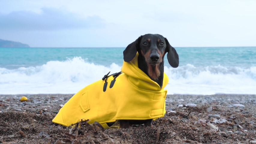 weiner dog raincoat