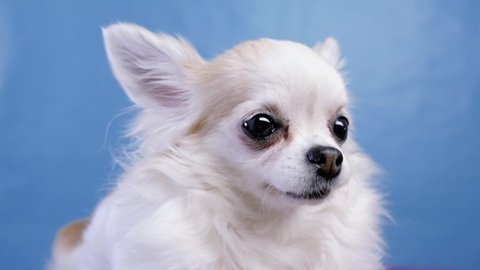 Cute small breed puppy dog Chihuahua closeup listening with curious expression.