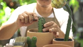 Asian man recreation with grafting cactus at home. Composite clip for advertising ideas concept.
