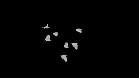 White Dove - Flying Flock - Seven Birds - Transparent Loop